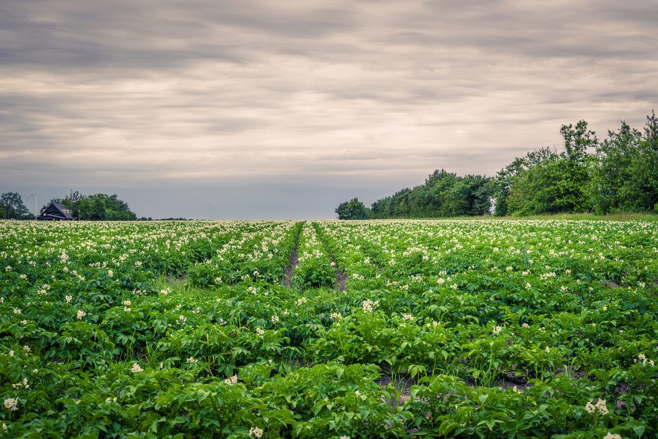 KMC invests €40 million to expand granule and flake production in Denmark