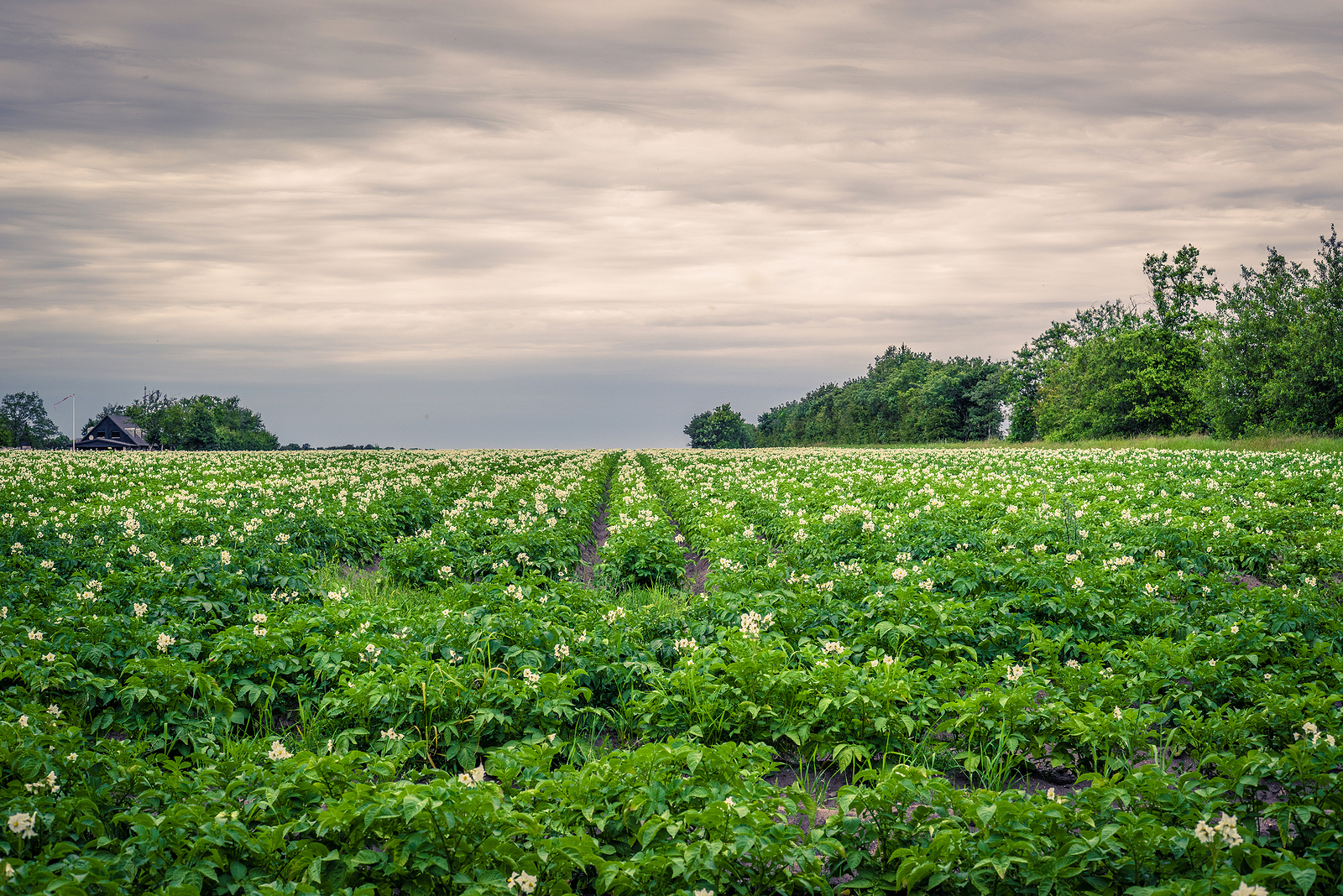 KMC invests €40 million to expand granule and flake production in Denmark
